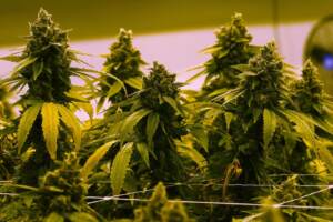 cannabis