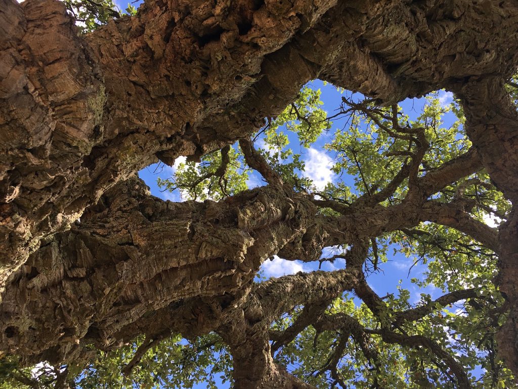 Il vestito della quercia