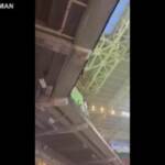 Miami, il gatto ‘penzolante’ cade e viene salvato allo stadio