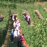 Vendemmia solidale nelle colline Unesco del Prosecco