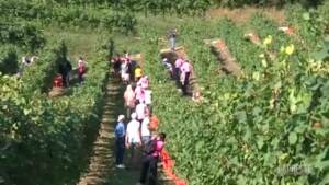 Vendemmia solidale nelle colline Unesco del Prosecco