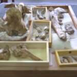 Egitto, scoperto il fossile di un antenato della balena: aveva le zampe