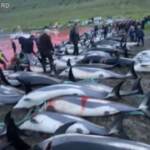 Strage di delfini alle Faroe: si ripete il tradizionale massacro