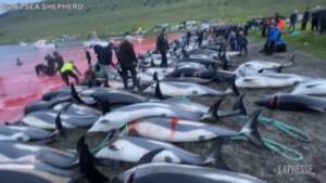 Strage di delfini alle Faroe: si ripete il tradizionale massacro
