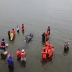 Russia, il salvataggio di un cucciolo di orca