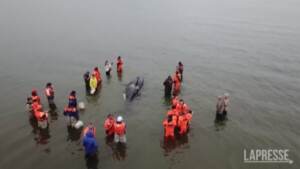 Russia, il salvataggio di un cucciolo di orca