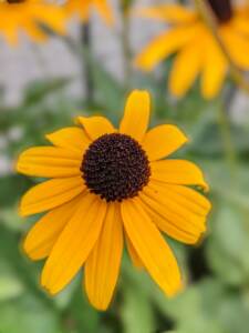 RUDBECKIA, UN CONCENTRATO DI SIMPATIA 