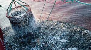 Maroc/Dakhla : Interdiction de la récolte et la commercialisation des coquillages issus de Duna Blanca et Tiniguir 1