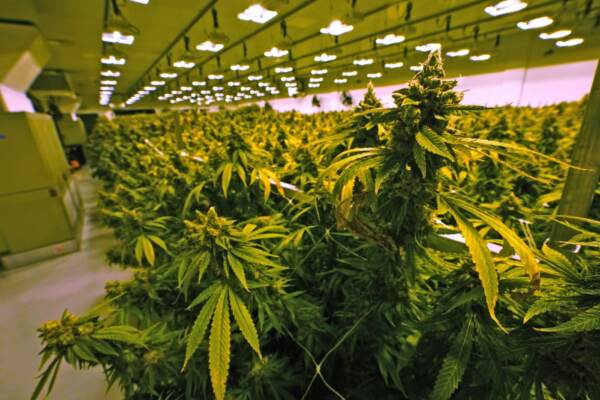 Marijuana Legalization Virginia