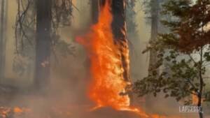 California: fiamme raggiungono un boschetto di sequoie giganti, bruciate le ‘Quattro Guardie’