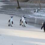 Sudafrica: sciame di api uccide 63 pinguini