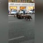 Roma, un branco di cinghiali si aggira per le strade del quartiere Trionfale
