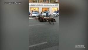 Roma, un branco di cinghiali si aggira per le strade del quartiere Trionfale