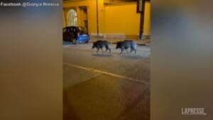 Torino, due cinghiali a spasso per la città