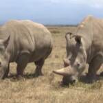 Kenya, i tentativi per salvare il rinoceronte bianco settentrionale dall’estinzione