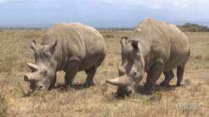 Kenya, i tentativi per salvare il rinoceronte bianco settentrionale dall’estinzione
