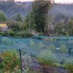 Torino, scoperte due piantagioni di marijuana: 4 arrestati per spaccio