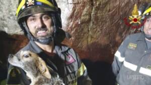 Cucciola di beagle incastrata sotto un masso, salvata dai Vigili del Fuoco