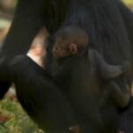 Debutto in pubblico per una piccola scimmia ragno allo zoo di Chester