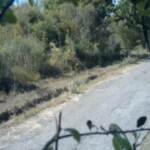 Potenza, arrestato piromane che ha appiccato fuoco in un bosco