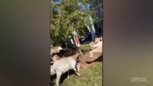Usa: gregge di capre randagie in un quartiere di lusso di Atlanta
