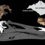 Regno Unito, ritrovate ossa di Spinosauro sull’isola di Wight