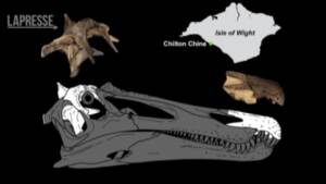 Regno Unito, ritrovate ossa di Spinosauro sull’isola di Wight