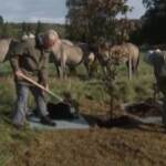 Royal family, la Regina Elisabetta pianta un albero insieme al principe Carlo