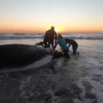 Argentina: salvate due magattere spiaggiate a sud di Buenos Aires