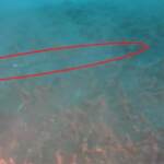 Usa, le immagini del guasto all’oleodotto sul fondo dell’Oceano al largo della California