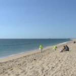 California, greggio in mare provoca meno danni del previsto: “Pochi uccelli colpiti”