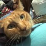 Peru’, benedizioni per cani e gatti a Lima