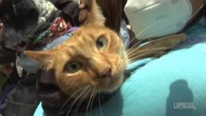 Peru’, benedizioni per cani e gatti a Lima