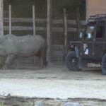 Verona: addio a nonno Toby, è morto il rinoceronte più vecchio del mondo