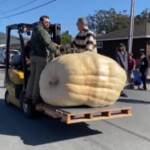 California, assegnato il ‘Super Bowl’ delle zucche: vince un ortaggio da 993,8 kg
