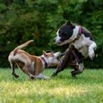 Sassuolo, anziana muore sbranata da due cani