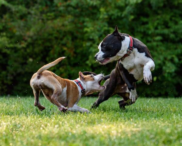 Cani AmStaff - foto di David Taffet