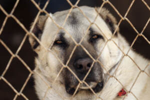 Donna sbranata da cani, tutti i precedenti