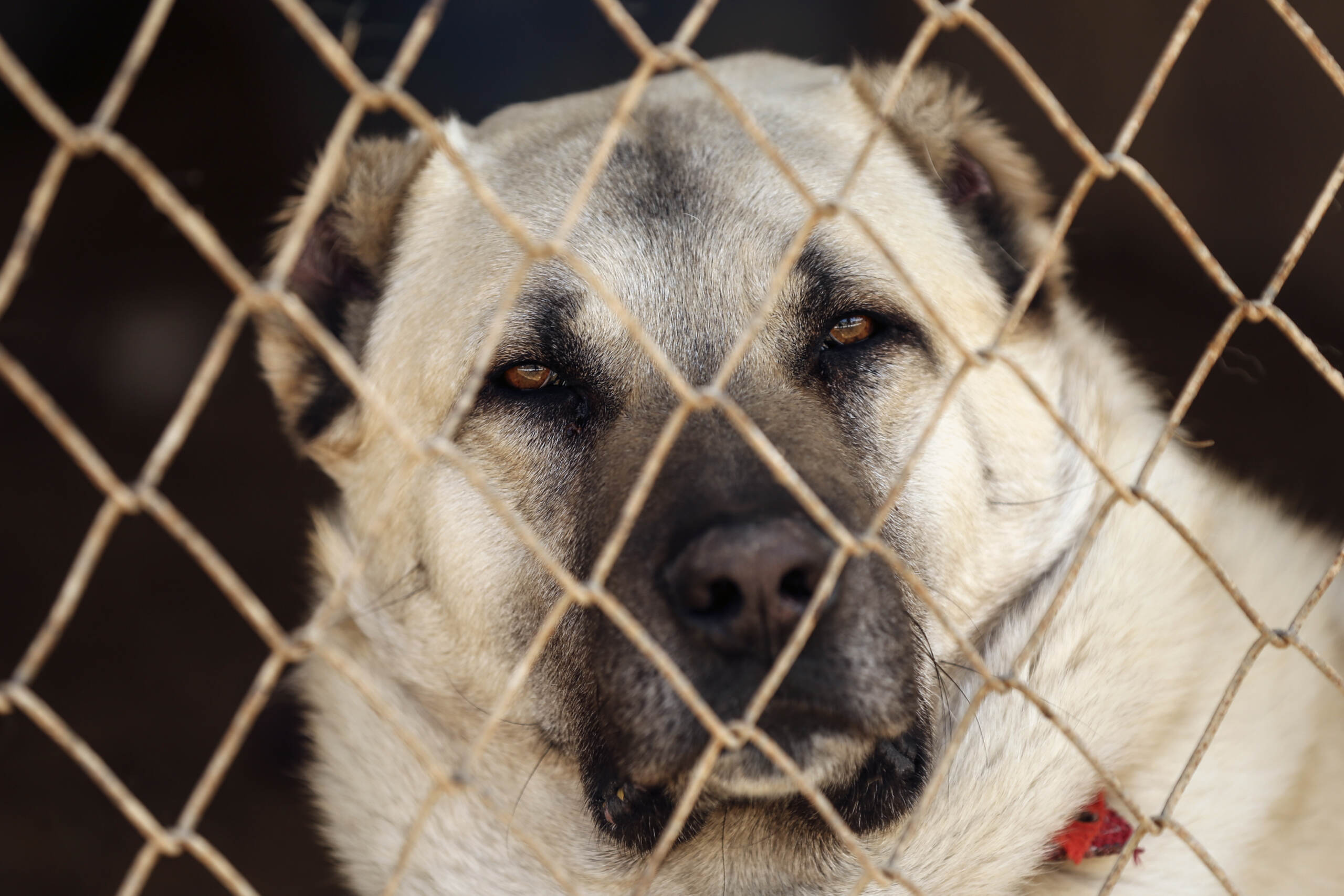 Donna sbranata da cani, tutti i precedenti