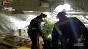 Crema, serra di marijuana in casa: due arresti