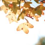 Meteo, nel weekend si rialzano le temperature