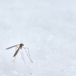 Zanzara coreana, l’esperto: “Abituiamoci a nuovi insetti e malattie”