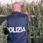 Cagliari, migliaia di piante di marijuana sequestrate nelle campagne di Nuoro: tre arresti