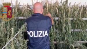Cagliari, migliaia di piante di marijuana sequestrate nelle campagne di Nuoro: tre arresti