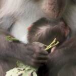 Zoo di Londra, nasce un cucciolo di scimmia: è un cercocebo dal collare