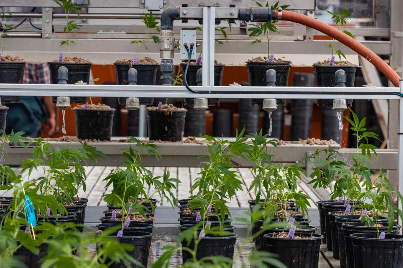 Cannabis,via libera in Lussemburgo alla coltivazione in casa