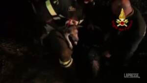 Palermo, cinque ore per soccorrere un cane bloccato tra le rocce a Valledolmo