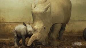 Paesi Bassi, allo zoo di Arnhem è nato un cucciolo di rinoceronte