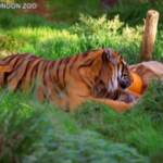 Londra, i cuccioli di tigre dello zoo festeggiano Halloween