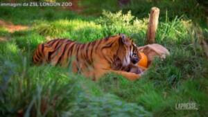 Londra, i cuccioli di tigre dello zoo festeggiano Halloween
